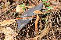 Austroboletus gracilis image