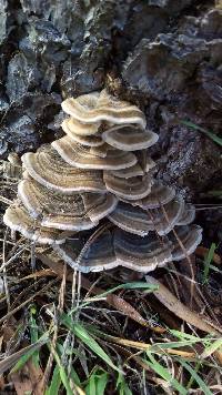 Trametes versicolor image