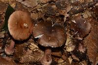 Amanita rubescens image