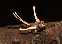 Ophiocordyceps dipterigena image