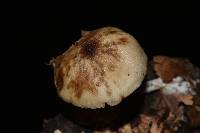 Psilocybe caerulipes image