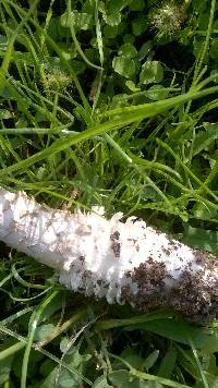 Amanita vittadinii image