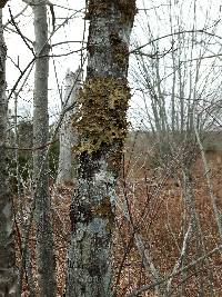 Lobaria pulmonaria image