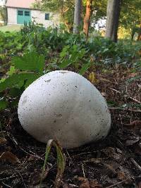 Calvatia gigantea image