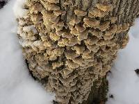 Trametes versicolor image