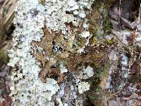 Lobaria pulmonaria image