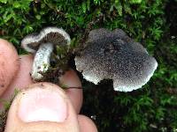 Tricholoma terreum image