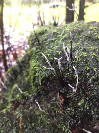 Xylaria hypoxylon image