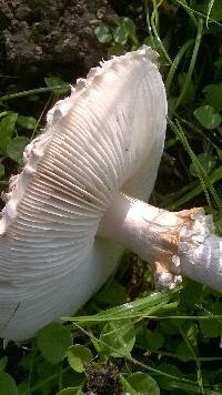 Amanita vittadinii image