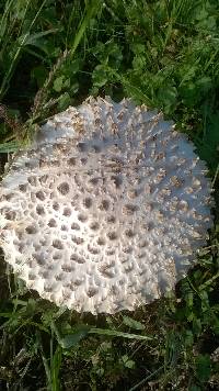 Amanita vittadinii image