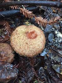 Suillus lakei image