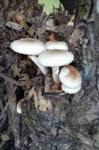 Agrocybe cylindracea image