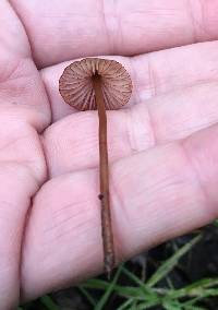 Mycena californiensis image