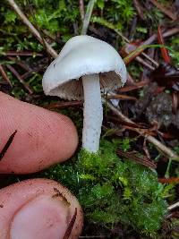 Inocybe geophylla image