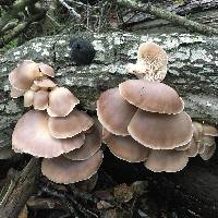 Pleurotus ostreatus image