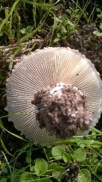 Amanita vittadinii image