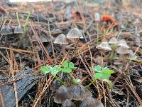 Mycena capillaripes image