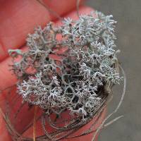 Cladonia rangiferina image