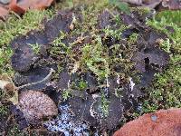 Peltigera evansiana image