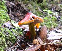 Hygrocybe singeri image