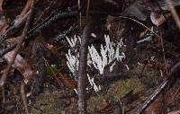 Clavaria fragilis image