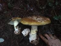 Amanita calyptroderma image