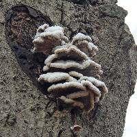 Schizophyllum commune image