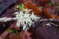 Evernia prunastri image