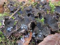 Peltigera evansiana image