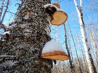 Fomitopsis betulina image