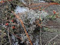 Cladonia rangiferina image