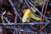 Hygrocybe chlorophana image