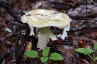 Amanita phalloides image