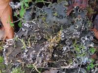 Peltigera canina image