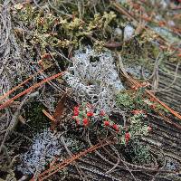 Cladonia cristatella image