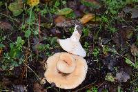 Lactarius alnicola image