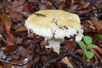 Amanita phalloides image