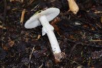 Amanita phalloides image