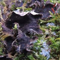 Peltigera evansiana image