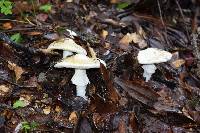 Amanita phalloides image