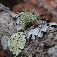 Usnea strigosa image