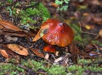 Hygrocybe singeri image