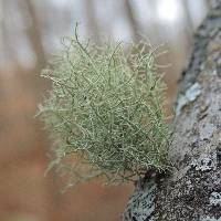 Usnea strigosa image