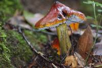 Hygrocybe singeri image