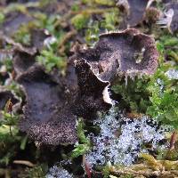 Peltigera evansiana image