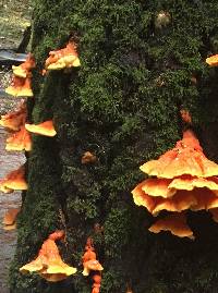 Laetiporus conifericola image