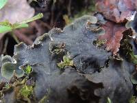 Peltigera canina image