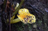 Hygrocybe chlorophana image