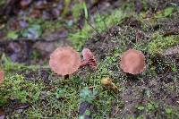 Laccaria amethysteo-occidentalis image