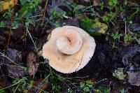 Lactarius alnicola image